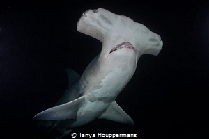 Out of the Darkness
A hammerhead at night near Bimini, B... by Tanya Houppermans 